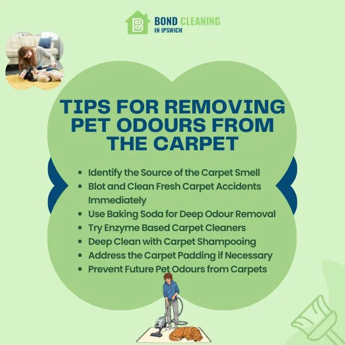 Tips For Removing Pet Odours From The Carpet